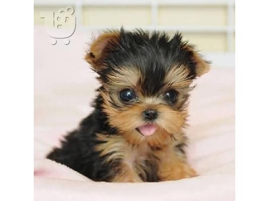 αγαπώντας το Yorkie terrier έτοιμο για υιοθέτηση.